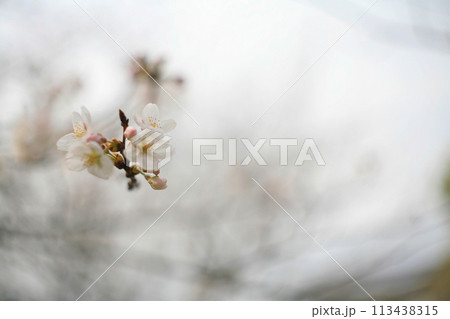 桜の花と花びら 113438315