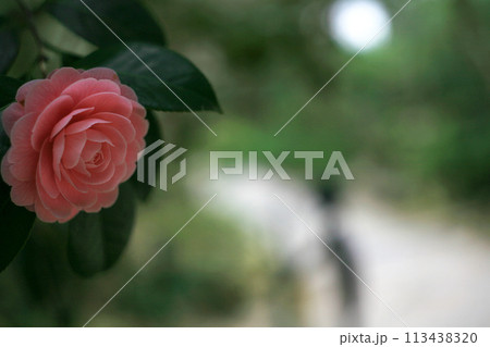 光を浴びて輝く椿の花 113438320