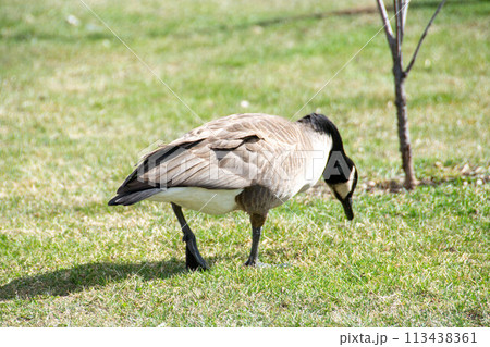 Canadian geese, Branta canadensis on the lake. 113438361
