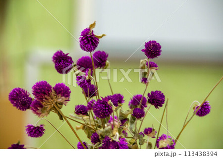 bouquet of red chrysanthemums on a white background isolated bouquet of red chrysanthemums on a white background isolated 113438394