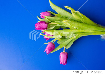 Flowers tulips pink with bright green stems and leaves on a blue background. 113438403