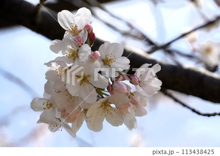 満開の桜 満開の桜 113438425