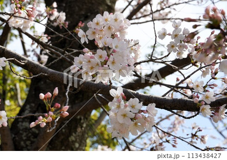 満開の桜 満開の桜 113438427