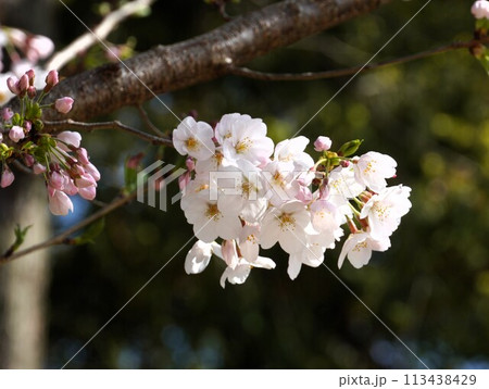 満開の桜 満開の桜 113438429