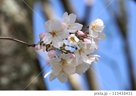 満開の桜 満開の桜 113438431