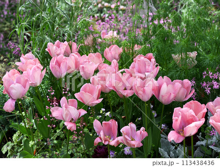フラワーガーデン 113438436