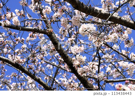 満開の桜 満開の桜 113438443