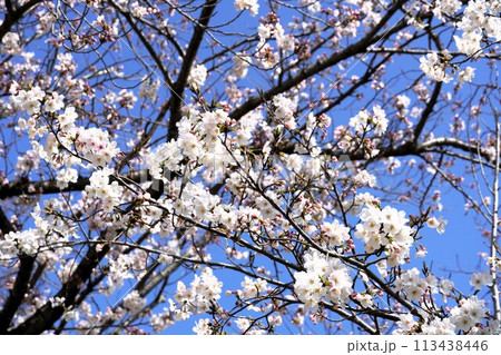 満開の桜 満開の桜 113438446