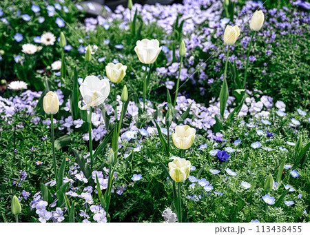 フラワーガーデン フラワーガーデン 113438455