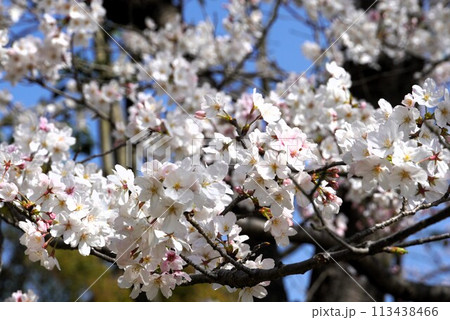 満開の桜 満開の桜 113438466