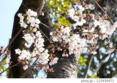 満開の桜 満開の桜 113438471