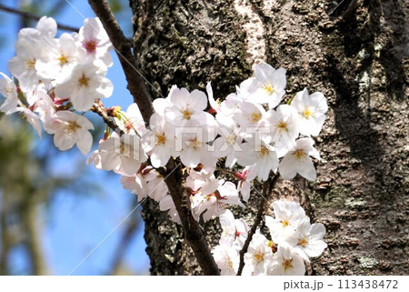 満開の桜 満開の桜 113438472