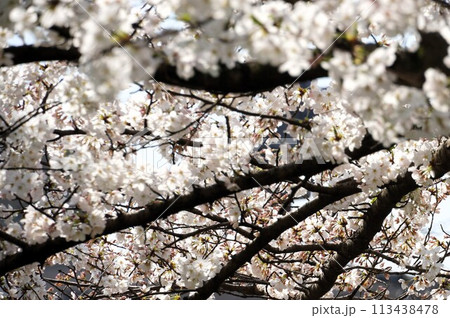 満開の桜 満開の桜 113438478