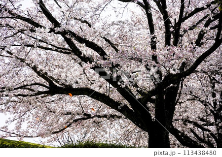 満開の桜 満開の桜 113438480