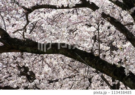 満開の桜 満開の桜 113438485