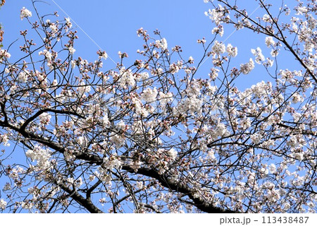 満開の桜 満開の桜 113438487