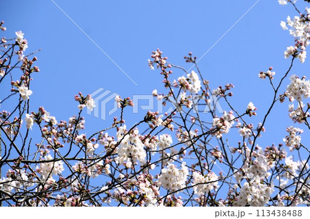 満開の桜 満開の桜 113438488