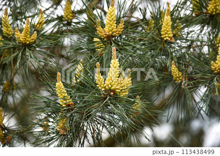 Natural essence of the pine tree during springtime bloom Natural essence of the pine tree during springtime bloom 113438499