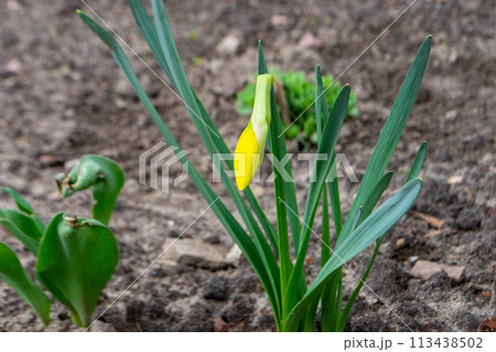 A daffodil in a garden with the sun shining on them. A daffodil in a garden with the sun shining on them. 113438502