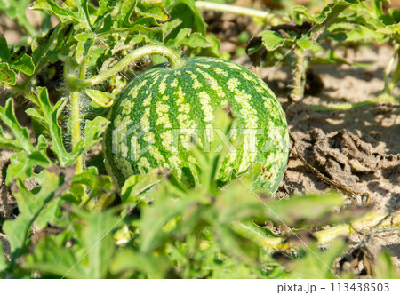 Ripe watermelon seed in the field, ready to be harvested. 113438503