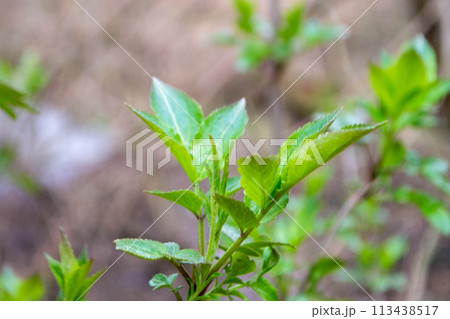 A tree branch with green leaves and the word maple on it 113438517
