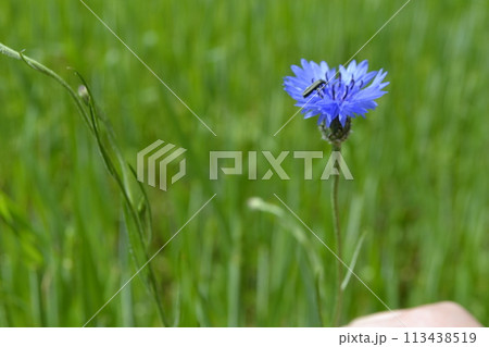 Bright colorful Cornflower flower knapweed, Centaurea. outdoors 113438519