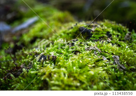 A tree trunk with moss on it and a sky background A tree trunk with moss on it and a sky background 113438550