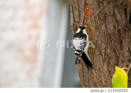 Female Hairy Woodpecker and female Downy Woodpecker Female Hairy Woodpecker and female Downy Woodpecker 113438583
