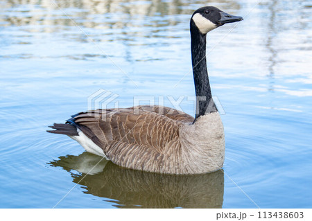 Canadian geese, Branta canadensis on the lake. Canadian geese, Branta canadensis on the lake. 113438603