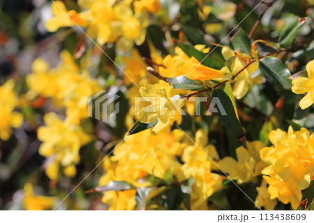 満開のカロライナジャスミン 113438609