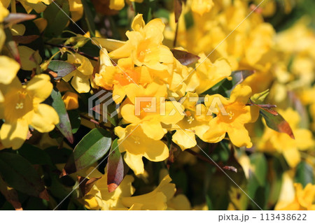 満開のカロライナジャスミン 113438622