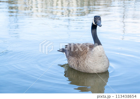 Canadian geese, Branta canadensis on the lake. Canadian geese, Branta canadensis on the lake. 113438654