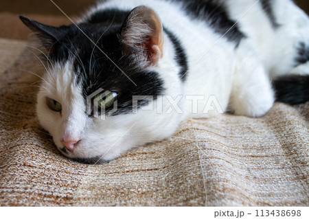 A black and white cat with a green eye is sleeping on a brown and tan blanket. 113438698