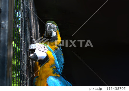 Blue-and-yellow macaw isolated on black. Ara ararauna Blue-and-yellow macaw isolated on black. Ara ararauna 113438705