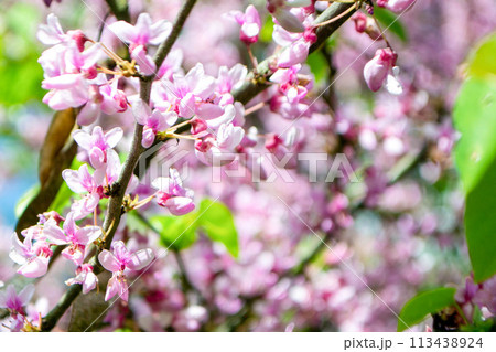 Sakura blossom. Pink japanese cherry bloom flowers on blurred spring background 113438924