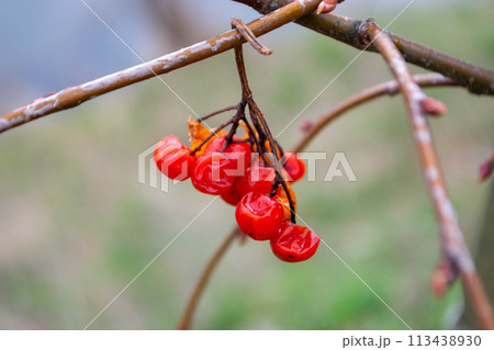 Kids having fun in ferris wheel with chains, carousel ski flyer in amusement park in Targoviste, Romania, 2020. 113438930