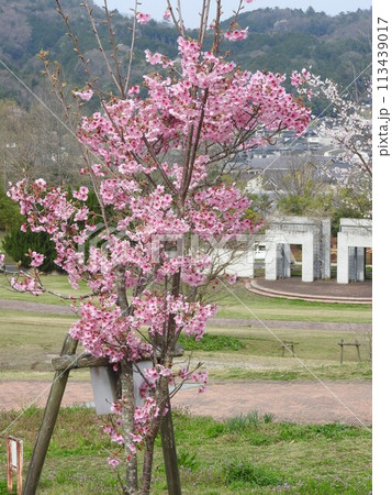日本原産の交雑種の桜「ヨウコウ(陽光)」:若木 日本原産の交雑種の桜「ヨウコウ(陽光)」:若木 113439017