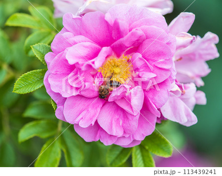 Rosehip flowers with a honey bee, close up. Rosehips pink flowers on green background in sunset light Rosehip flowers with a honey bee, close up. Rosehips pink flowers on green background in sunset light 113439241
