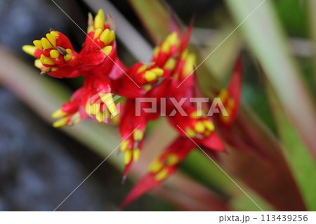 グズマニアの花 113439256