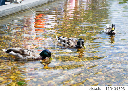 Image of an animal a wild drake and a duck sail on a pond 113439298