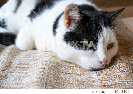 A black and white cat with a green eye is sleeping on a brown and tan blanket. 113439301