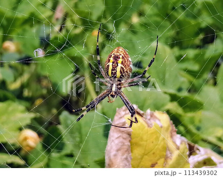 Macro spider close-up. Spider in the wild nature weaving web. Toxic wild spider Macro spider close-up. Spider in the wild nature weaving web. Toxic wild spider 113439302