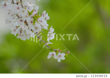 ちょこっと桜 113439519