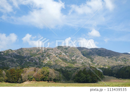 謡曲桜川で有名な桜川市の山桜と穏やかな田園風景 謡曲桜川で有名な桜川市の山桜と穏やかな田園風景 113439535