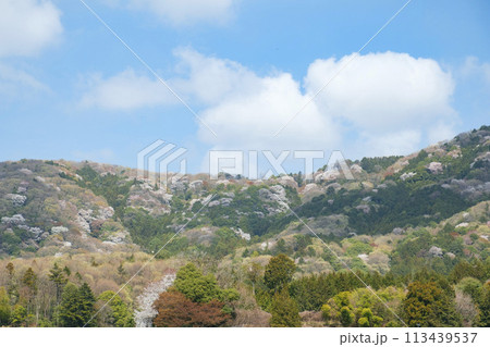 謡曲桜川で有名な桜川市の山桜と穏やかな田園風景 謡曲桜川で有名な桜川市の山桜と穏やかな田園風景 113439537