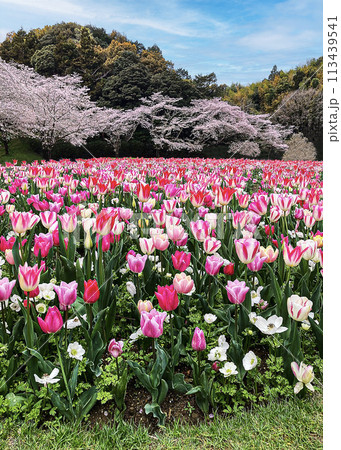 フラワーガーデン フラワーガーデン 113439541