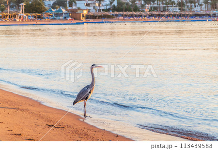 Gray heron fishing on the beach of the Red Sea. Naama Bay beach, Sharm El Sheikh, Egypt 113439588
