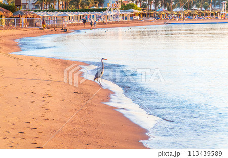 Gray heron fishing on the beach of the Red Sea. Naama Bay beach, Sharm El Sheikh, Egypt 113439589