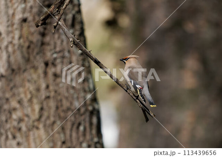 木に止まるキレンジャク 113439656