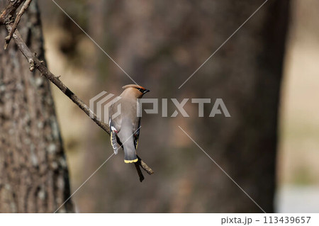 木に止まるキレンジャク 113439657